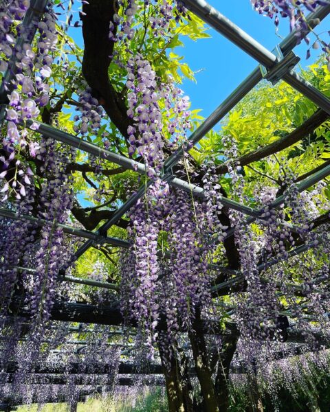 業務拡大につき